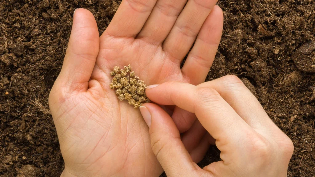 Beet Microgreens: Complete Growing Guide & Health Benefits 4 Beet Microgreens