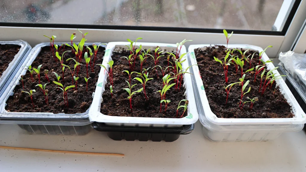 Beet Microgreens: Complete Growing Guide & Health Benefits 3 Beet Microgreens