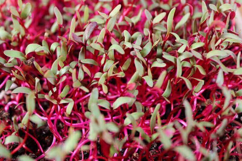 Beet Microgreens: Complete Growing Guide & Health Benefits 1 Beet Microgreens