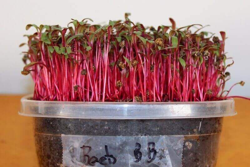 Beet Microgreens: Complete Growing Guide & Health Benefits 5 Beet Microgreens
