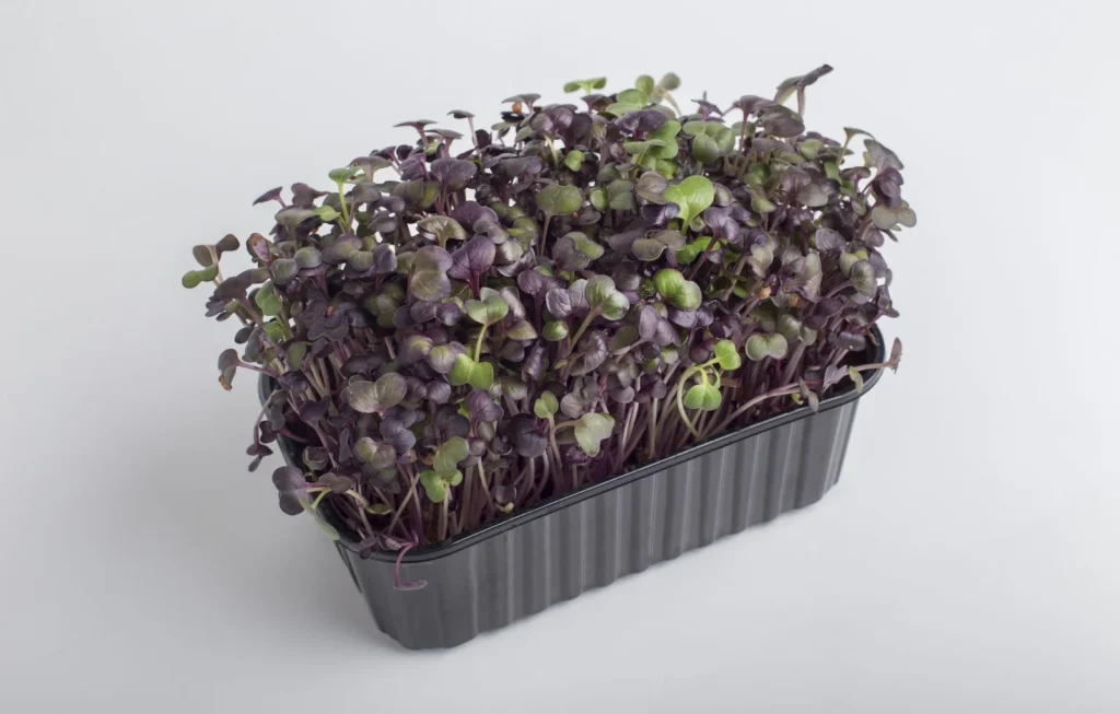 Hydroponic vs. Soil-Based Microgreens: Pros and Cons 4 Hydroponic vs. Soil-Based Microgreens