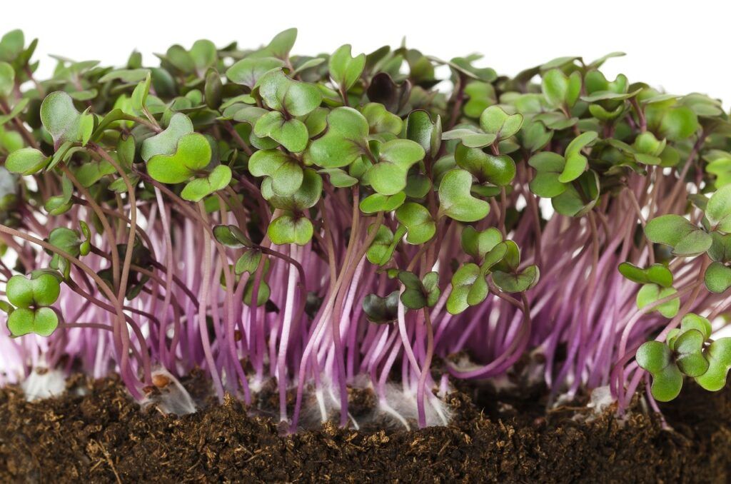 The Complete Guide to Growing Cabbage Microgreens 1 Cabbage Microgreens