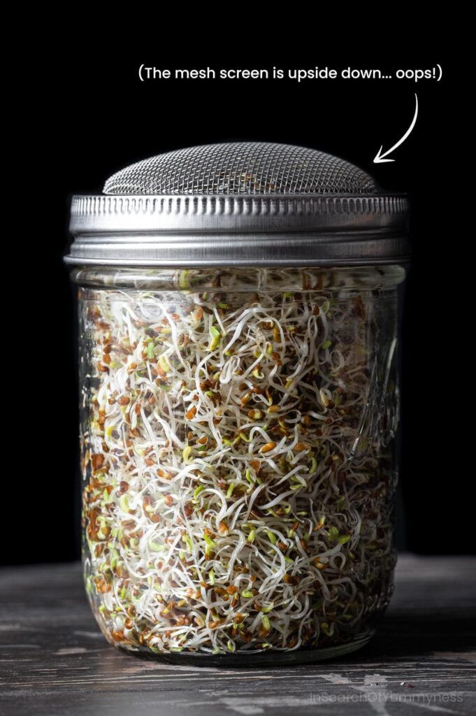 Microgreens vs Sprouts – What's the Difference? 2 Microgreens vs Sprouts