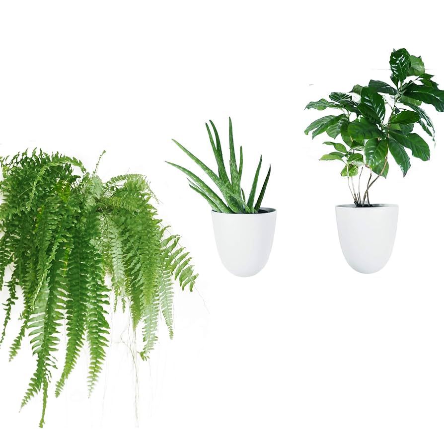 The Ultimate Guide to Self Watering Planters 2 types of Self Watering Planters