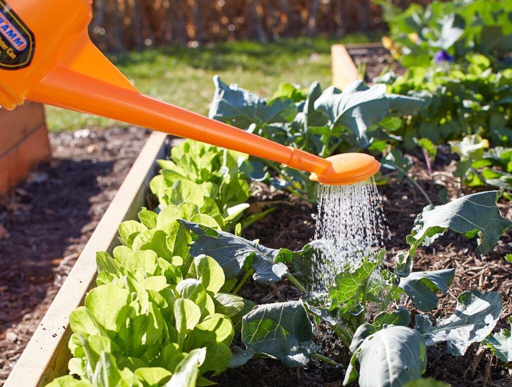 15 Common Mistakes New Urban Gardeners Make (And How to Avoid Them) 3 watering vegetable garden with watering can