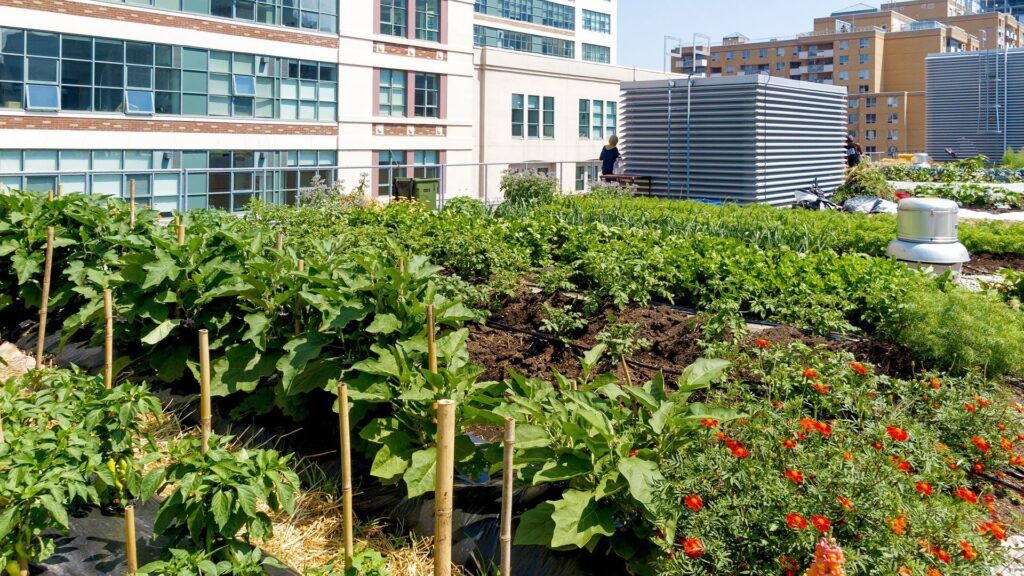 Urban Food Security: Complete Guide to Growing Solutions in Cities 4 Urban Food Security
