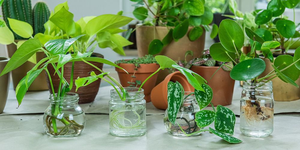 Hosting a Plant Swap in Your Neighborhood: Your Complete Guide 3 Plant Swap in Your Neighborhood